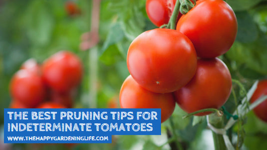The Best Pruning Tips for Indeterminate Tomatoes