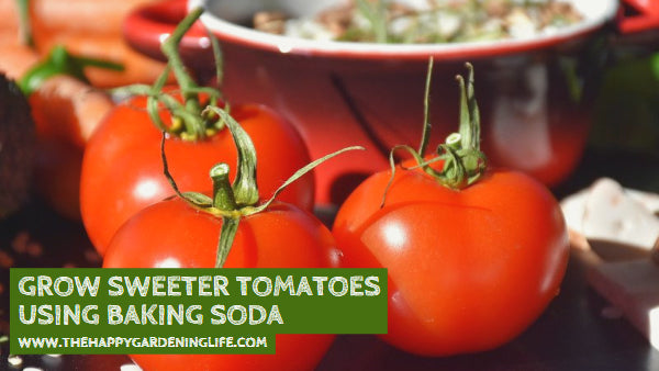 Grow Sweeter Tomatoes Using Baking Soda