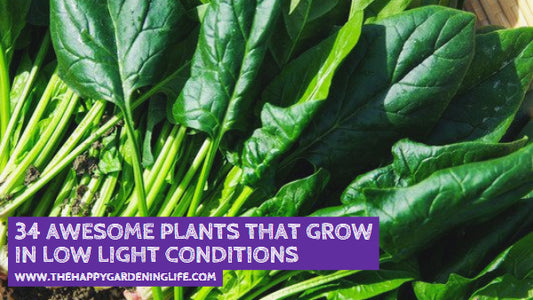 34 Awesome Plants That Grow in Low Light Conditions