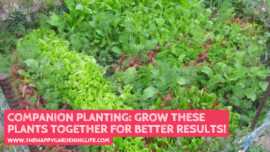 Companion Planting: Grow These Plants Together for Better Results!