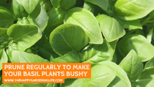 Prune Regularly to Make Your Basil Plants Bushy – Watch This for Some Basic Basil Pruning Tips!