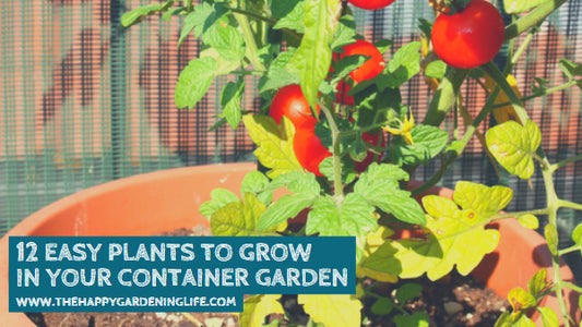 12 Easy Plants to Grow in Your Container Garden