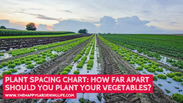 How Far Apart Should You Plant Your Vegetables? Check Out This Plant Spacing Chart Now!