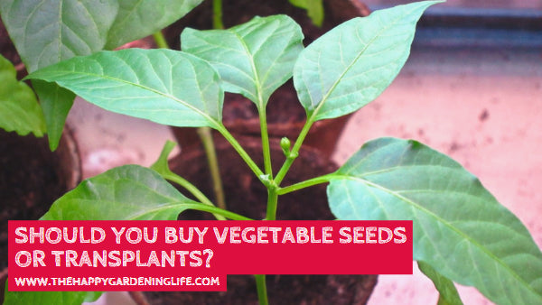 Should You Buy Vegetable Seeds or Transplants? Click Here to Find Out More!