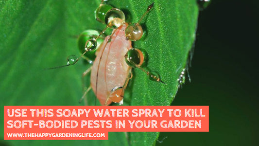 Use This Soapy Water Spray to Kill Soft-Bodied Pests in Your Garden
