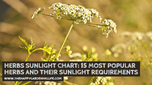 Herbs Sunlight Chart: 15 Most Popular Herbs and Their Sunlight Require