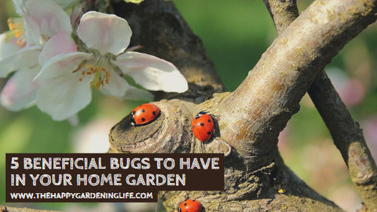 5 Beneficial Bugs to Have in Your Home Garden