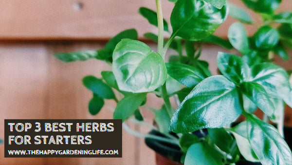 Top 3 Best Herbs for Starters