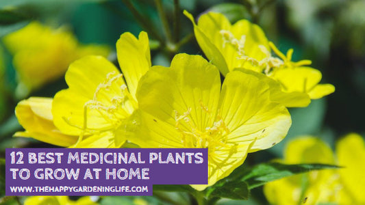 12 Best Medicinal Plants to Grow at Home