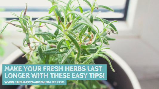 Make Your Fresh Herbs Last Longer With These Easy Tips!