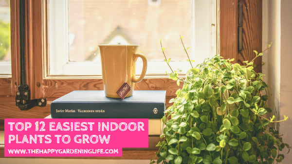 Top 12 Easiest Indoor Plants to Grow