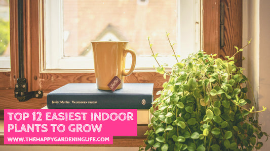 Top 12 Easiest Indoor Plants to Grow
