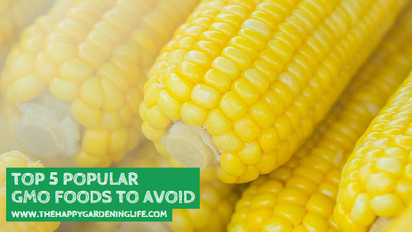 Top 5 Popular GMO Foods to Avoid