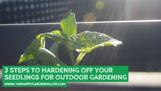 3 Steps to Hardening Off Your Seedlings for Outdoor Gardening