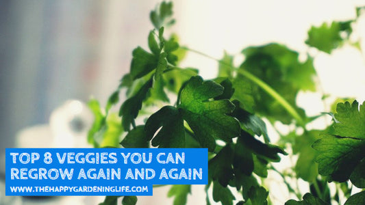 Top 8 Veggies You Can Regrow Again and Again