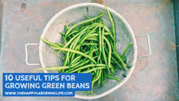 10 Useful Tips for Growing Green Beans