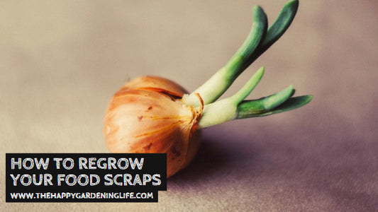 How to Regrow Your Food Scraps