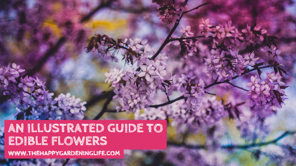 An Illustrated Guide to Edible Flowers
