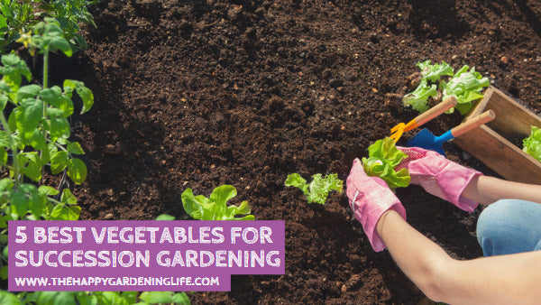 5 Best Vegetables for Succession Gardening