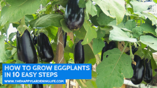 How to Grow Eggplants in 10 Easy Steps