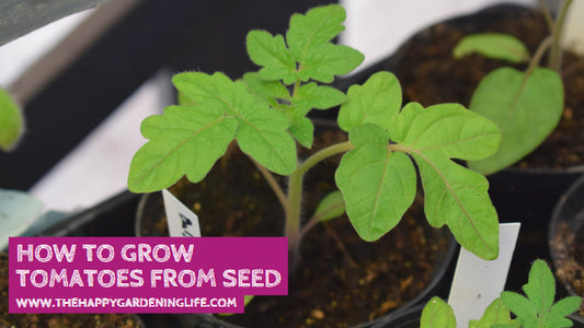 How to Grow Tomatoes from Seed
