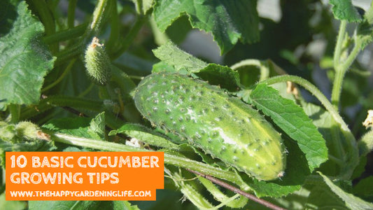 10 Basic Cucumber Growing Tips