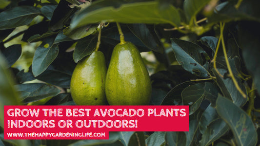 Grow the Best Avocado Plants Indoors or Outdoors!