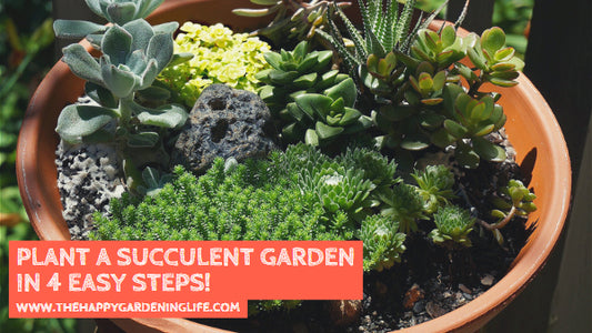 Plant a Succulent Garden in 4 Easy Steps!
