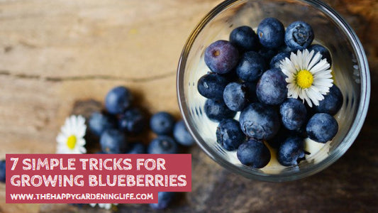 7 Simple Tricks For Growing Blueberries