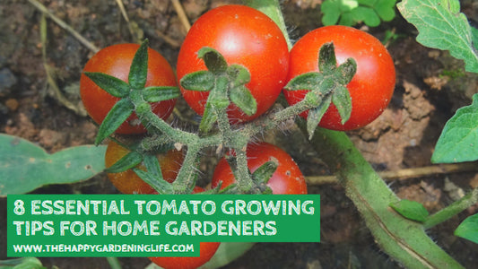 8 Essential Tomato Growing Tips For Home Gardeners