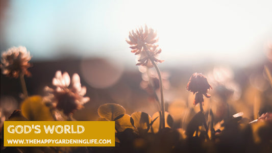 God's World