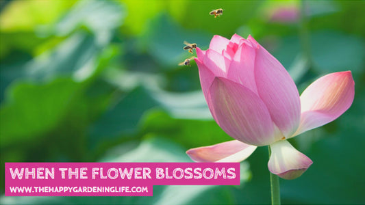 When The Flower Blossoms