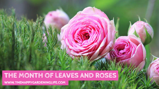 The Month Of Leaves And Roses