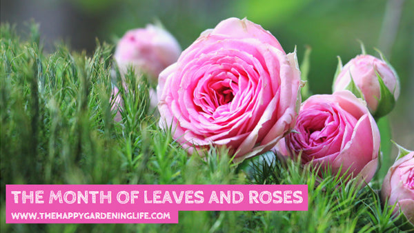 The Month Of Leaves And Roses