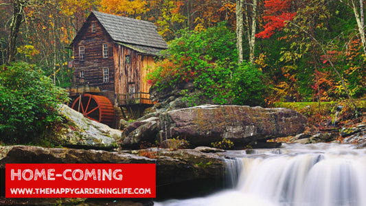 Home-Coming