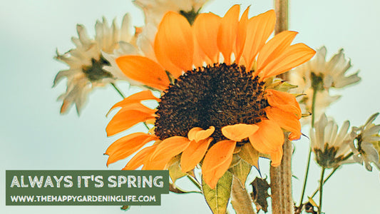 Always It's Spring
