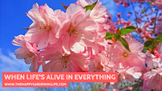 When Life's Alive In Everything