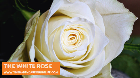 The White Rose