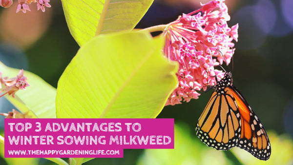 Top 3 Advantages to Winter Sowing Milkweed