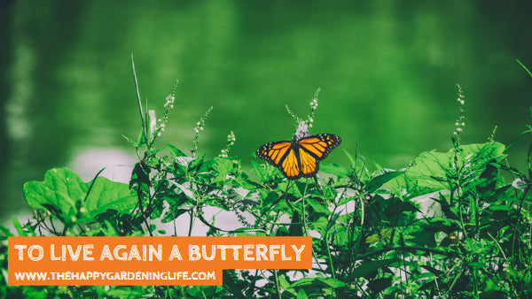 To Live Again A Butterfly