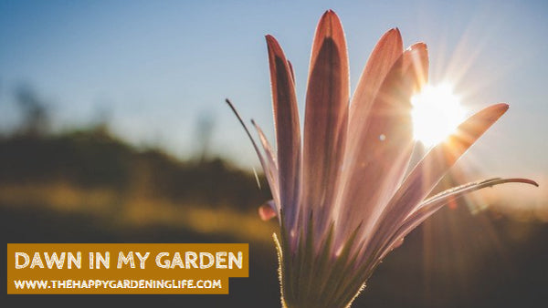 Dawn In My Garden