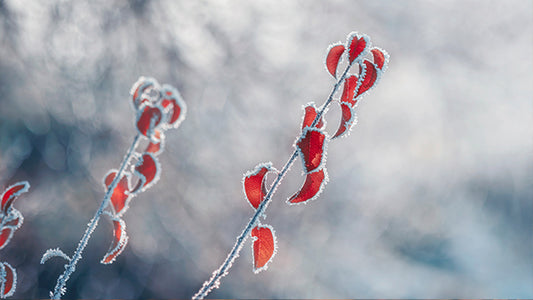 December Garden Chores