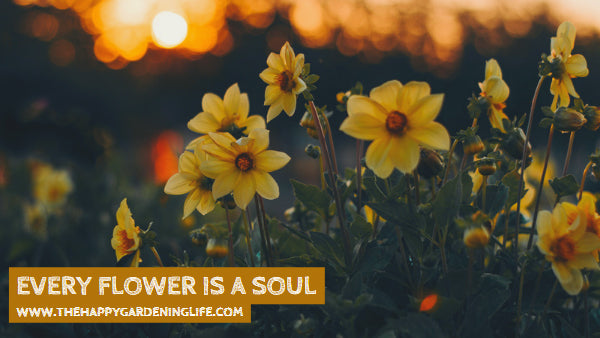 Every Flower Is A Soul
