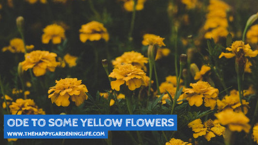 Ode To Some Yellow Flowers