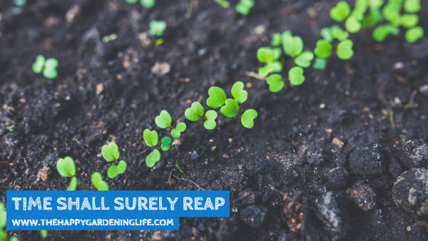 Time Shall Surely Reap