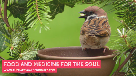 Food And Medicine For The Soul