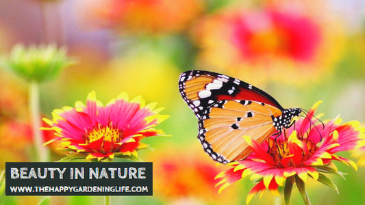 Beauty In Nature