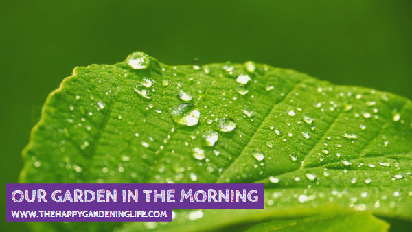 Our Garden In The Morning