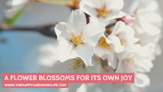 A Flower Blossoms For Its Own Joy