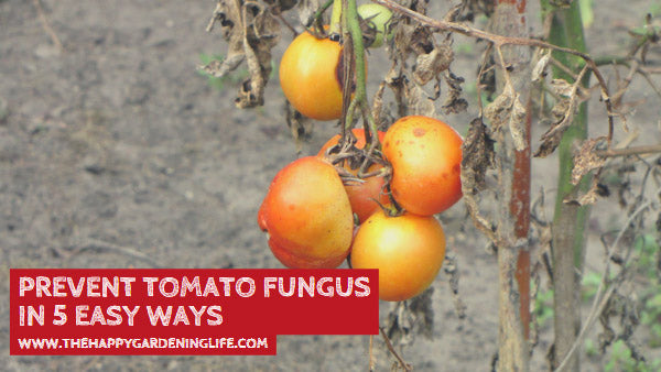 Prevent Tomato Fungus in 5 Easy Ways
